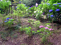 紫陽花の植樹