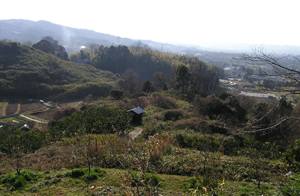 ���얅�q�̕� ���q��